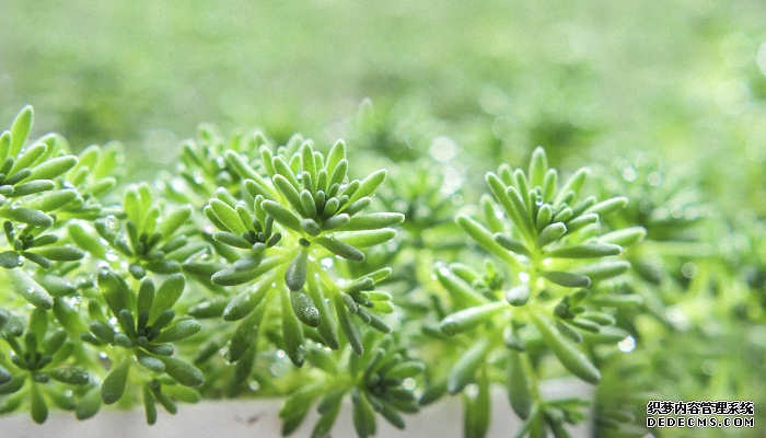 南方立春吃什么传统食物 南方立春吃哪些传统食物